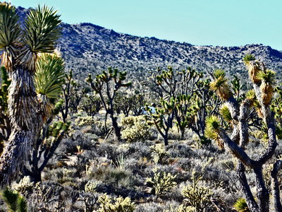 There's a Chinook hiding among the Joshua trees...