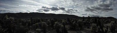 Cholla cacti