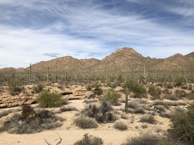 Saguaro