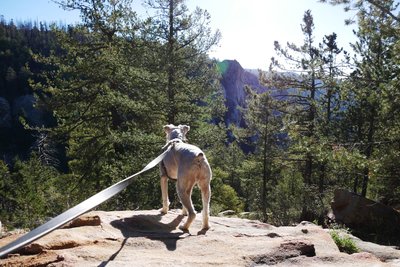 Our puppy enjoys the view over Soldier Creek