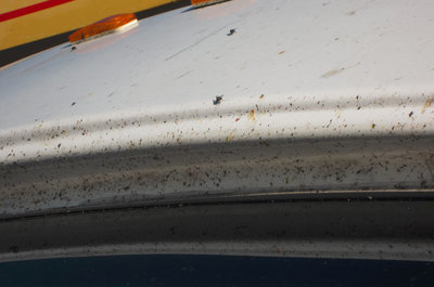 1bugz3.jpg