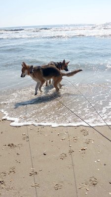 Outer Banks Ocracoke Island Pups2.jpg