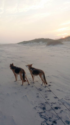 Outer Banks Ocracoke Island Pups.jpg