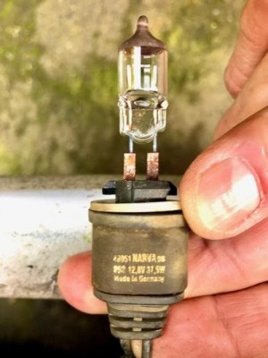 bulb 1 jpeg.jpg